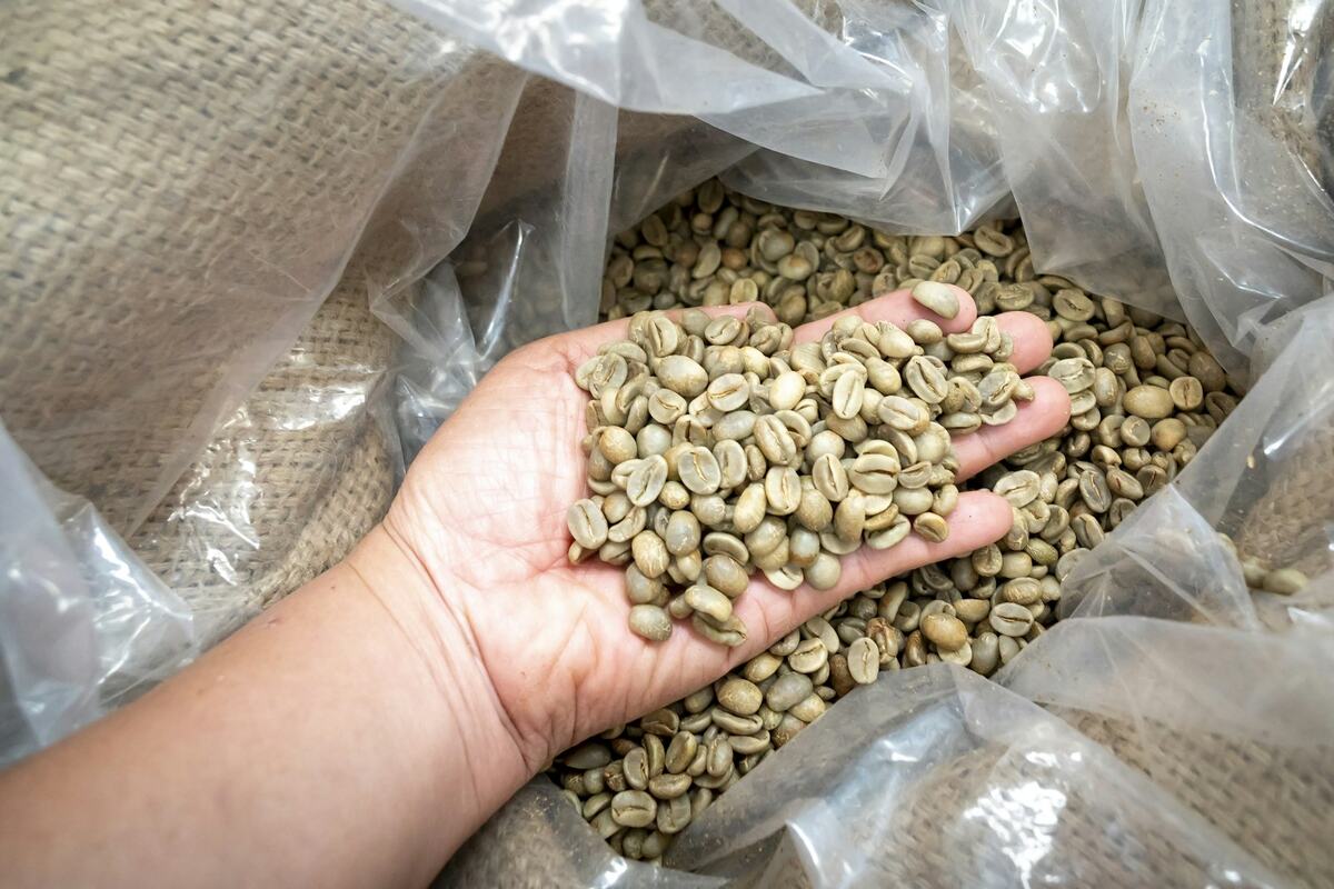 Una mano con un puñado de café verde sobre el saco